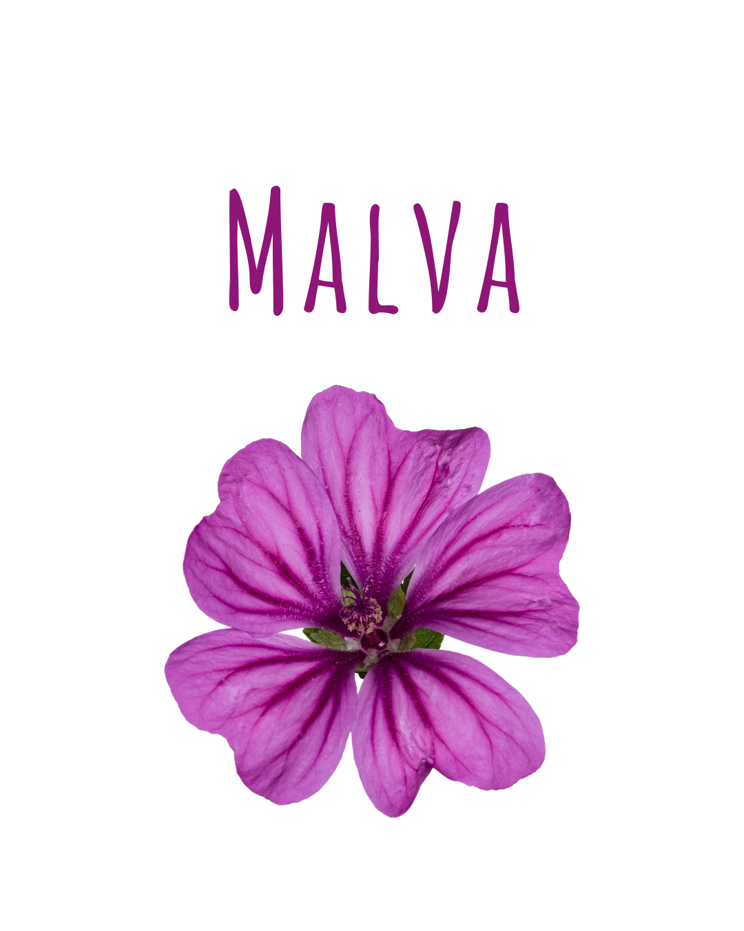 Infuso Malva - immagine 5