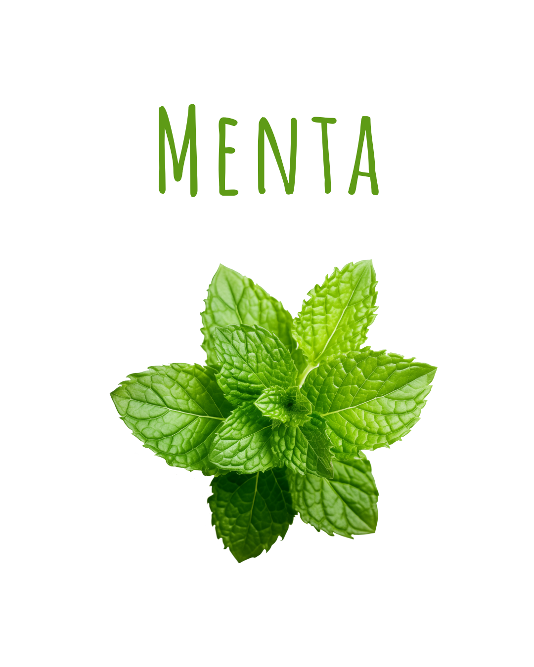 Infuso Menta - immagine 6