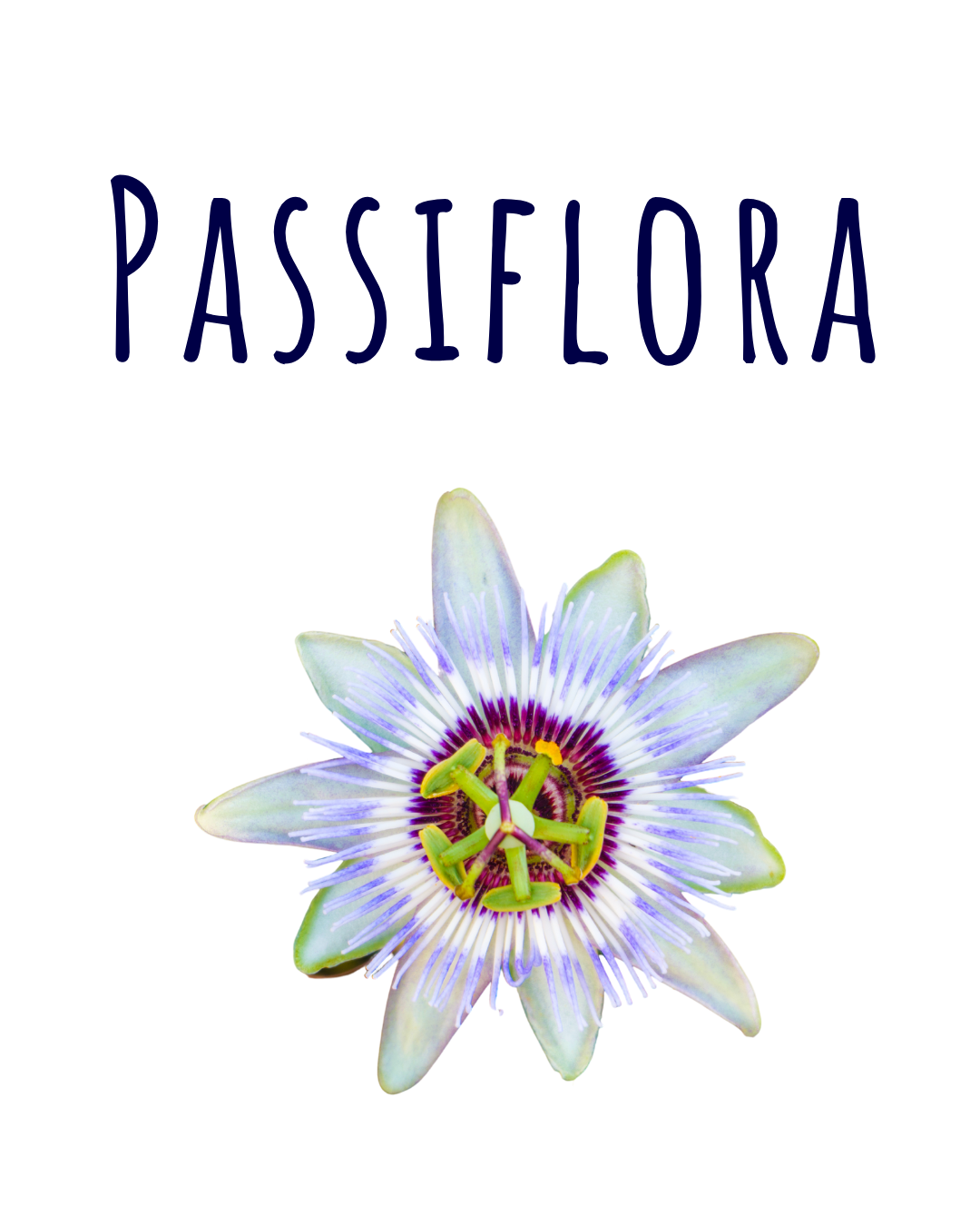 Infuso Passiflora - immagine 3